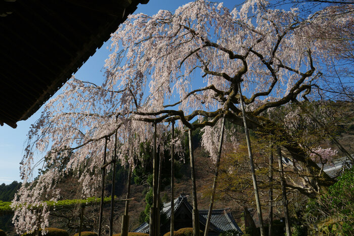 お写ん歩: 花（桜）アーカイブ